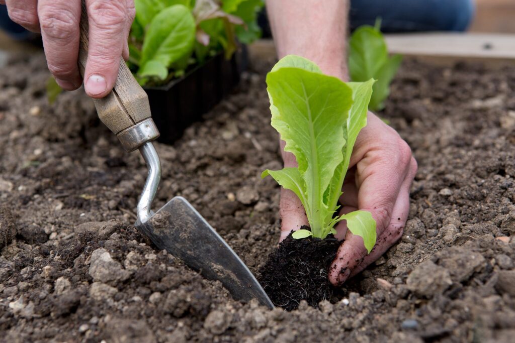 Beginner Gardening Tips